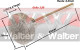 Anterior